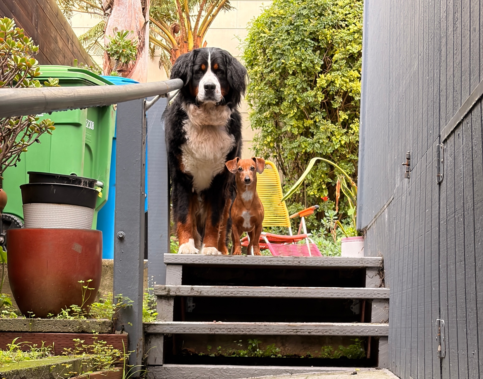 Dogs relaxing at the Excelsior Paws boarding home